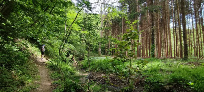 Grande forêt pour se balader et se promener de la région au plaisir maison d'hôtes ludique et insolite Hastière Dinant Namur Belgique Cluedo B&B